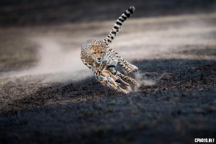 调整大小 an astonishing chase.jpg