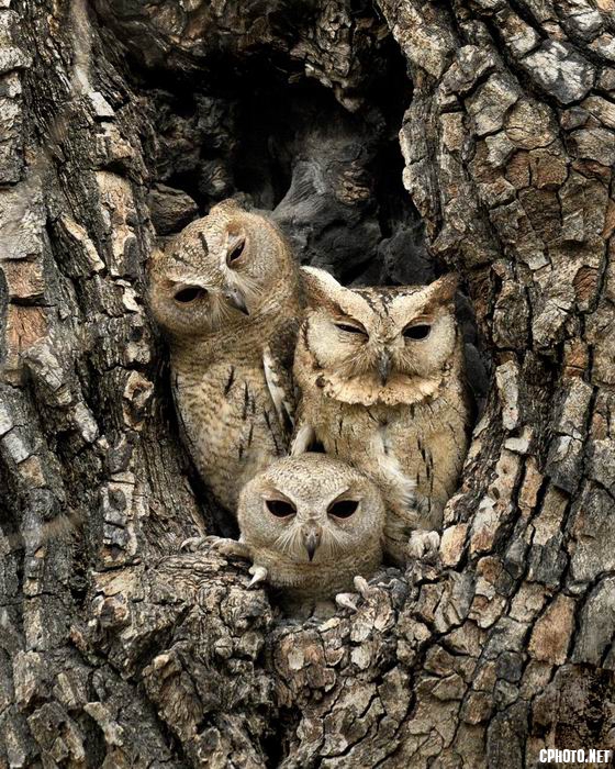 调整大小 indian scops owl family.jpg