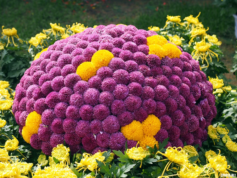 彩菊4-2 .jpg