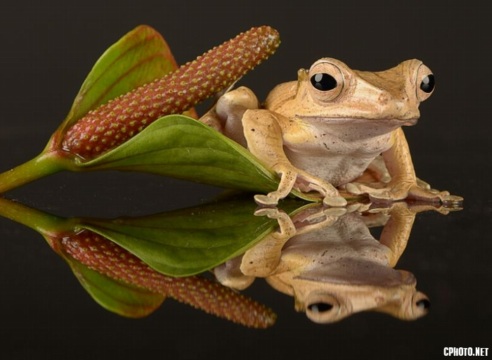 Borneo Eared Frog 13.png
