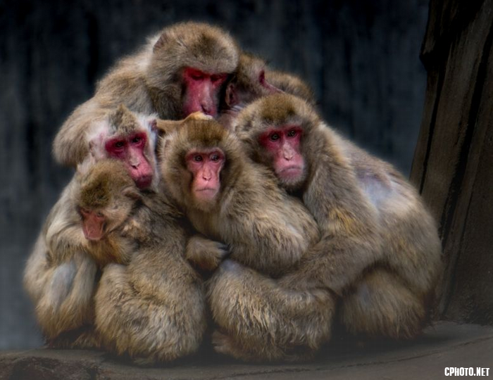 Fear Macaques Colour.png
