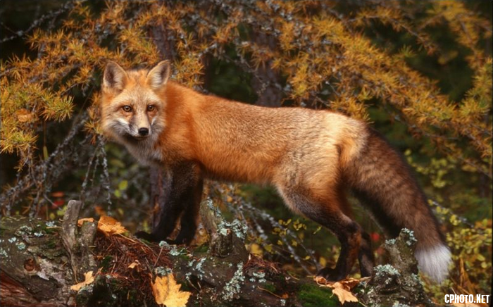 Red Fox in Autumn.png