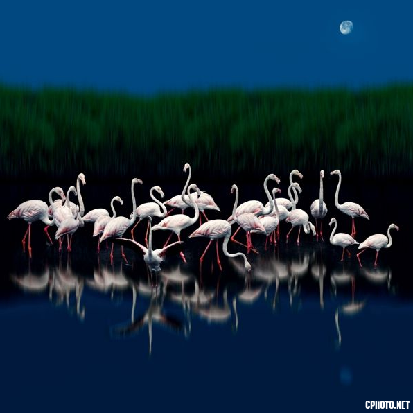 The flamingos in the moonlight yangshenghua.png