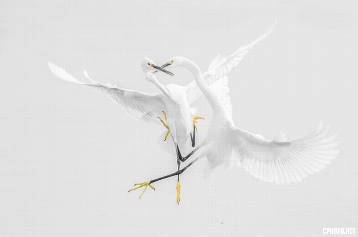 Egrets fught.png