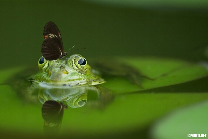 Frog_love.png
