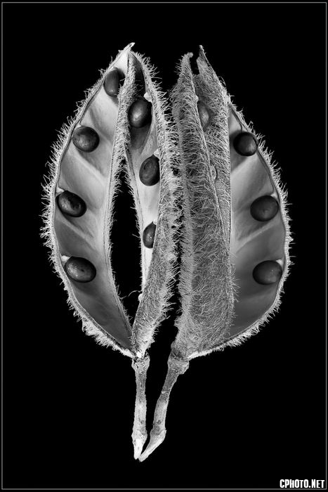 seed capsule.jpg