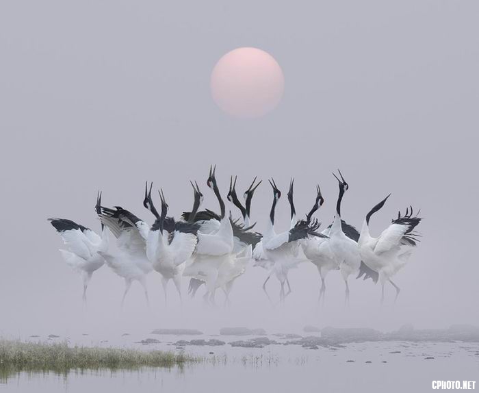 dancing crane-TFY.jpg