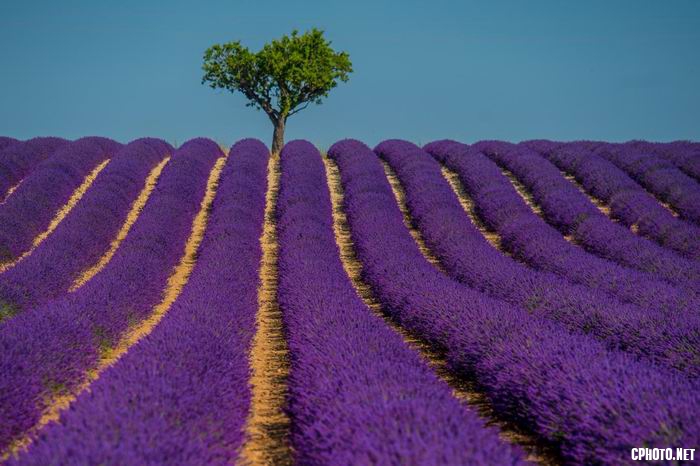 lavendel 01.jpg
