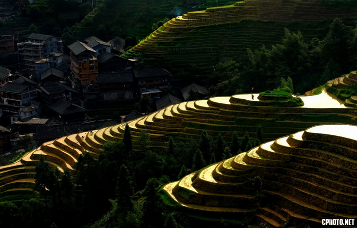 Golden Rice Field.png