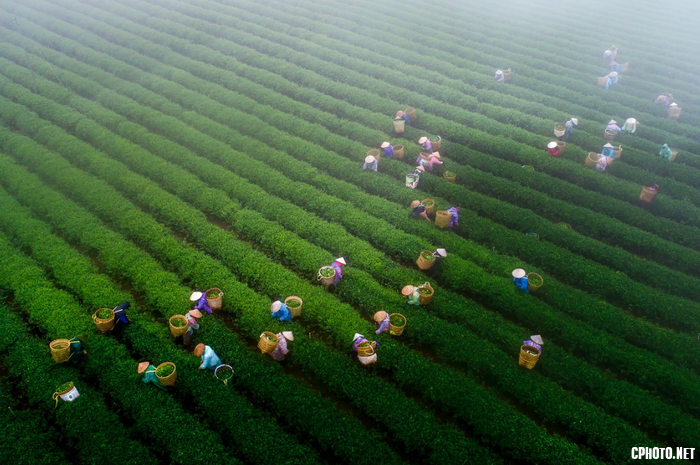 Haverting Oolong tea.png