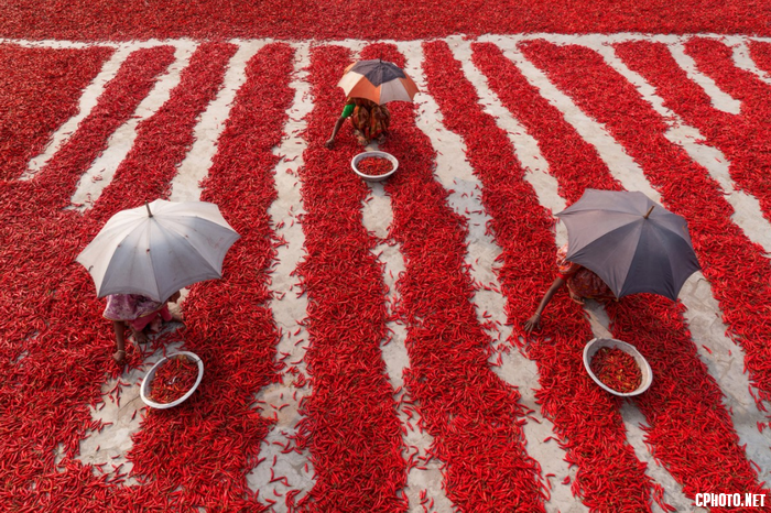 Red Chilies Harvesting.png