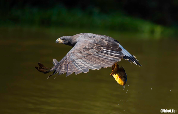 BlackHawkwithfish.png