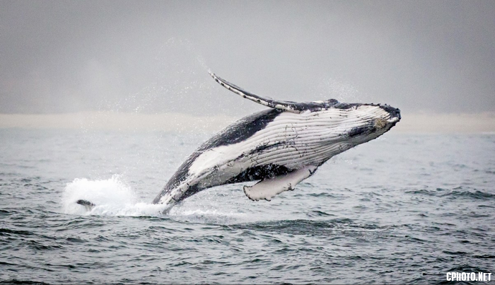 Breaching Whale 3.png