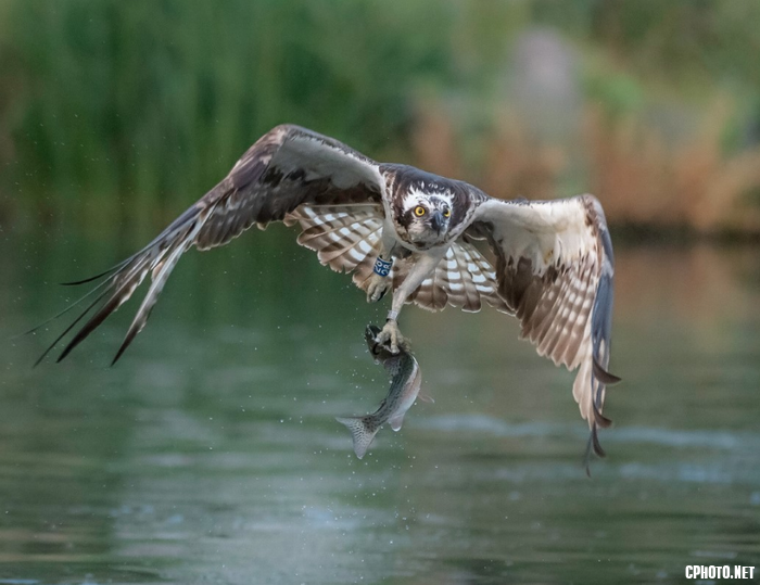 Osprey 28.png