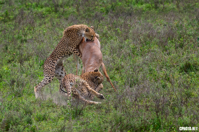 ATTACKING CHEETAHS.png