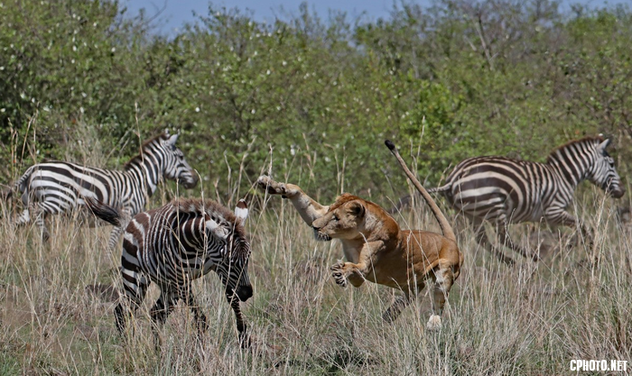 Attack from Lioness.png