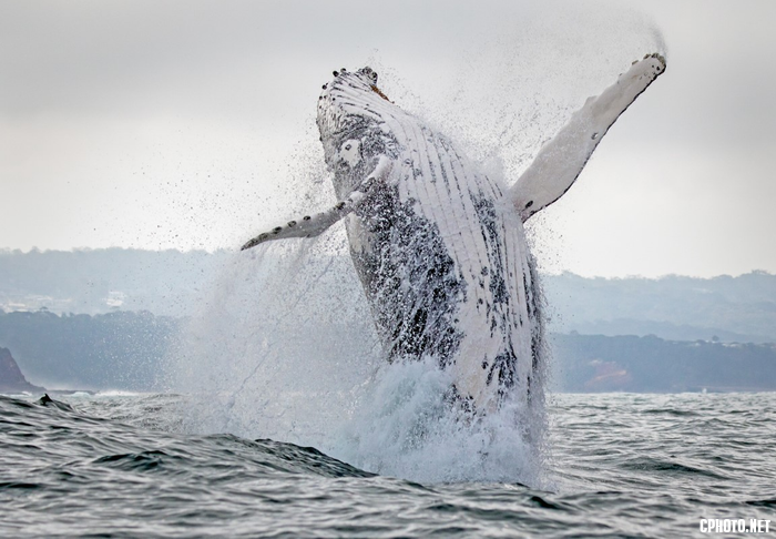 Breaching Whale 4.png