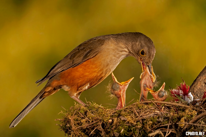 Feeding babies II.png