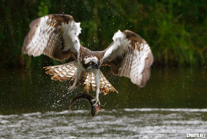 osprey with fish.png