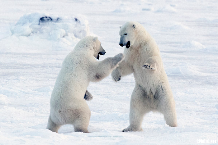 Polar Bear 46.png
