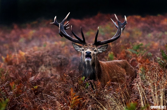 Red Deer.png