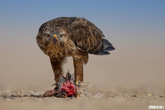 predator look.jpg