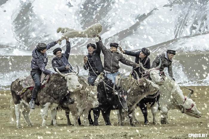 QSH-yak is holding sheep.jpg