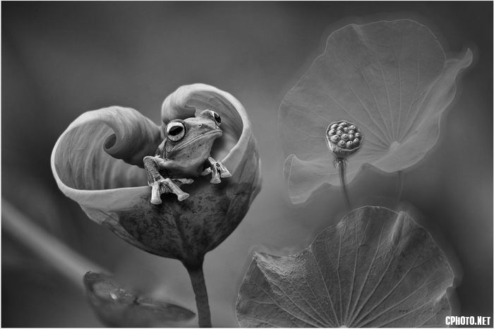 from the lotus bw.jpg