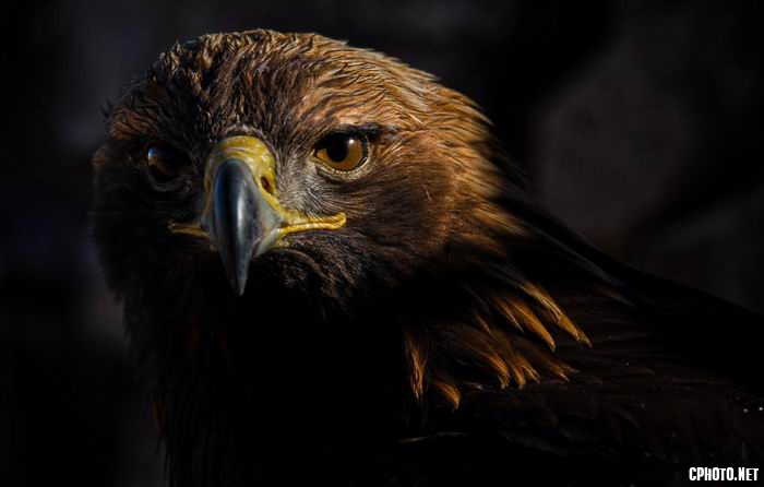 eagle.jpg