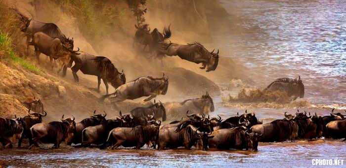 great migration of wildebeest 2.jpg