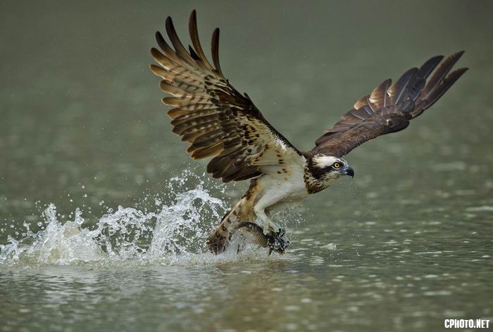 catch fish 3.jpg