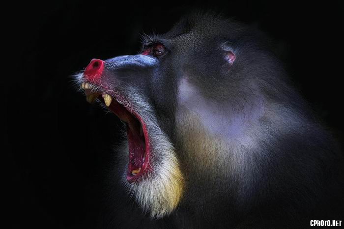 yawning.jpg