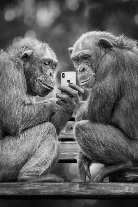 monkeyphone.jpg