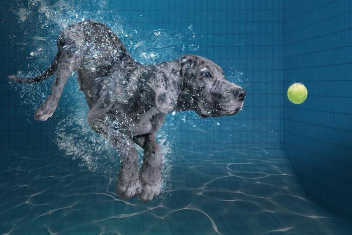 splashdog.jpg