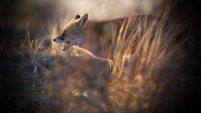 fire fox.jpg