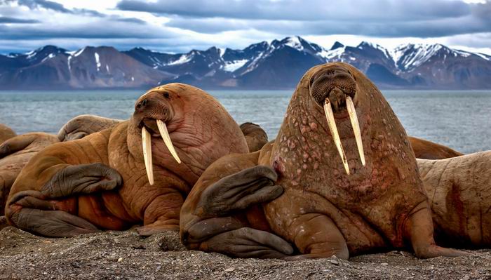 in the vastness of arctic.jpg