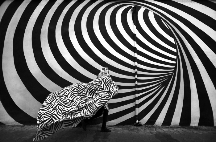 Zebra.jpg