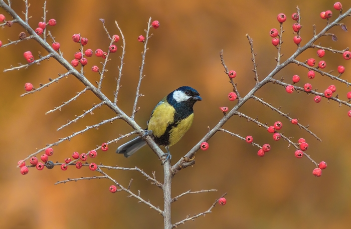 Great Tit.jpg