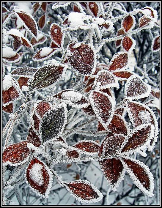 frosting no 4084.jpg