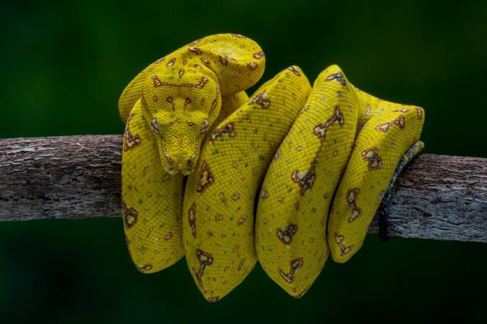 the golden snake.jpg