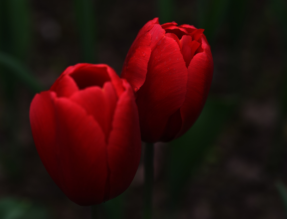 FXN_9468.JPG
