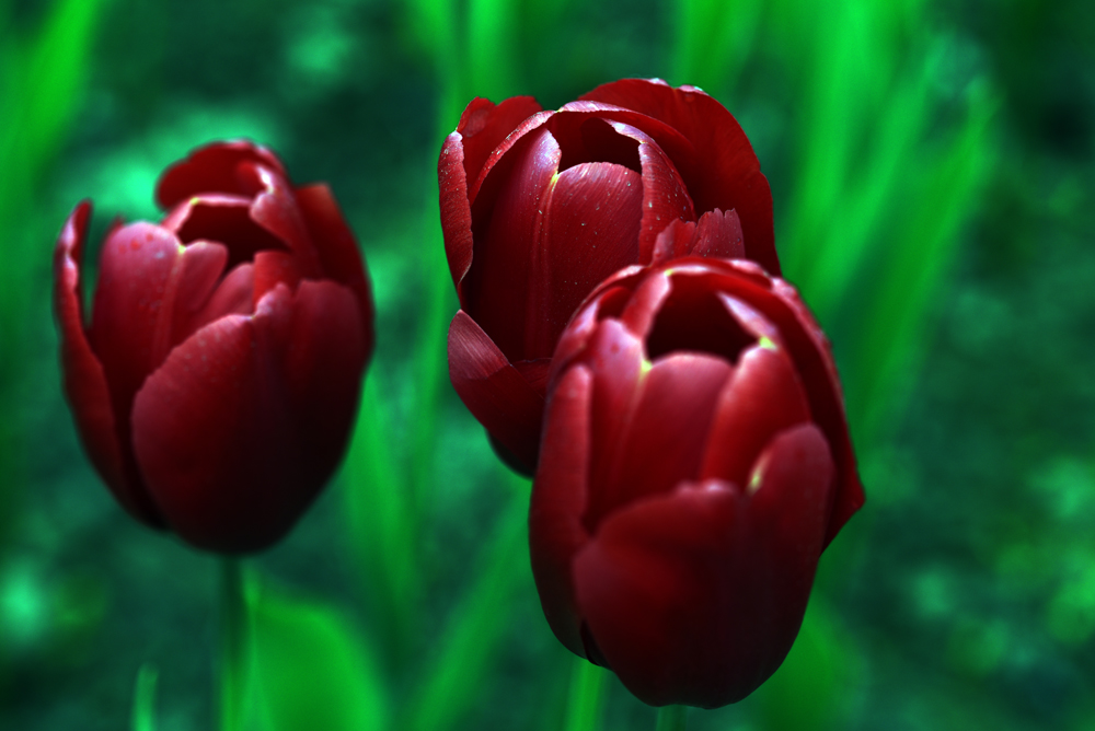FXN_9469.JPG