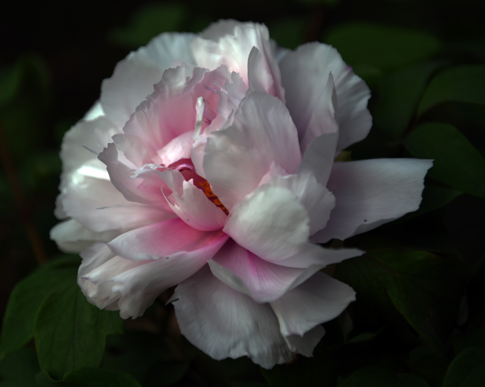 FXN_0036.JPG