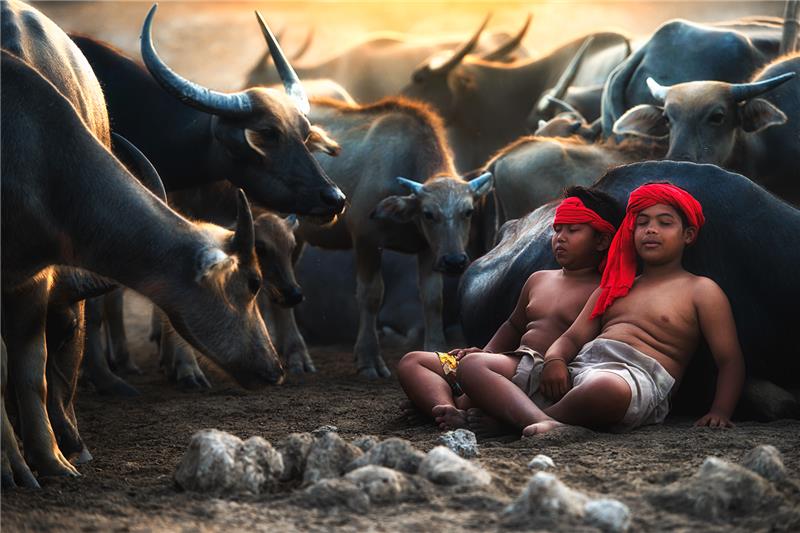 Cattle Child-1.jpg