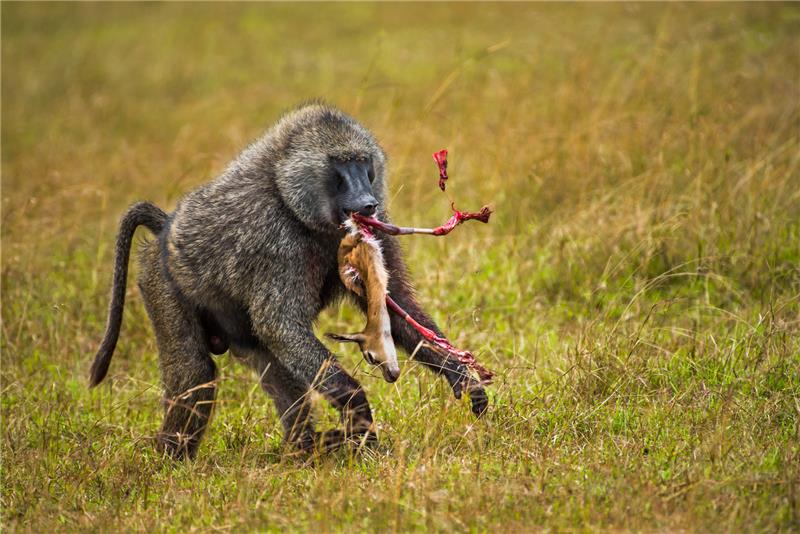 BaboonWithTenderMeat.jpg