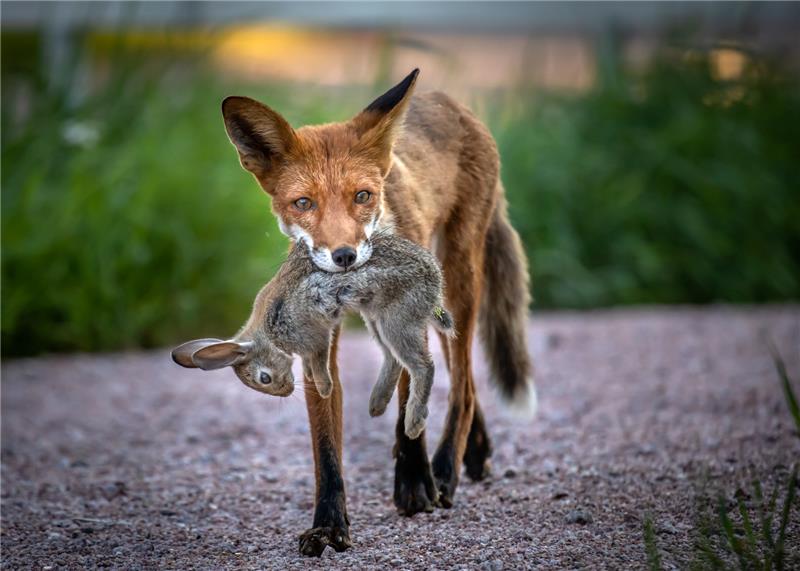 Dinner delivery.jpg