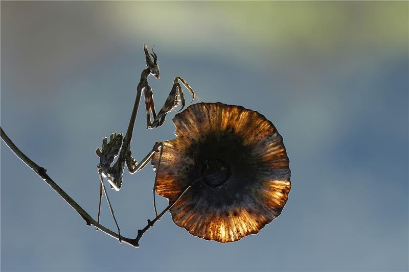 Mantis.jpg