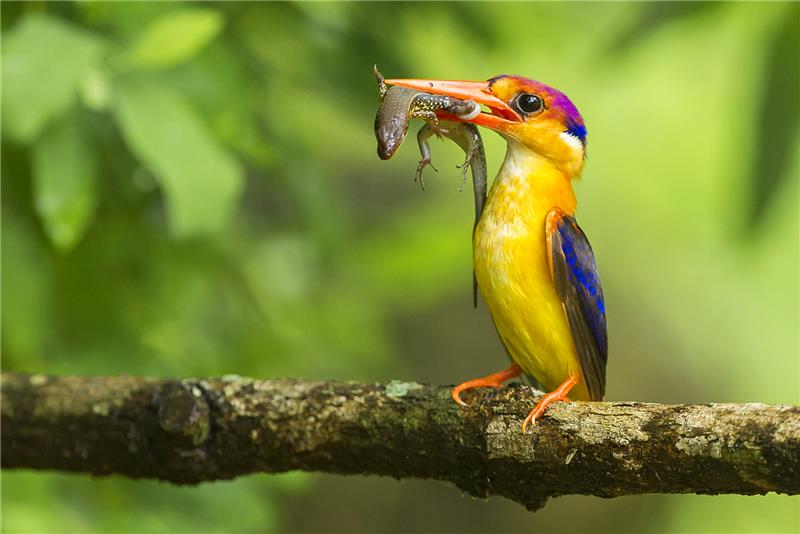 KINGFISHER WITH SKINK.jpg
