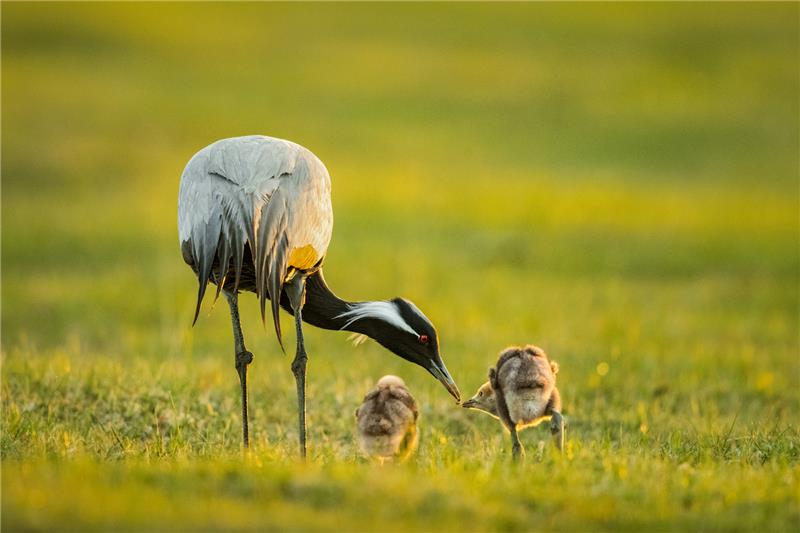 Maternal love.jpg