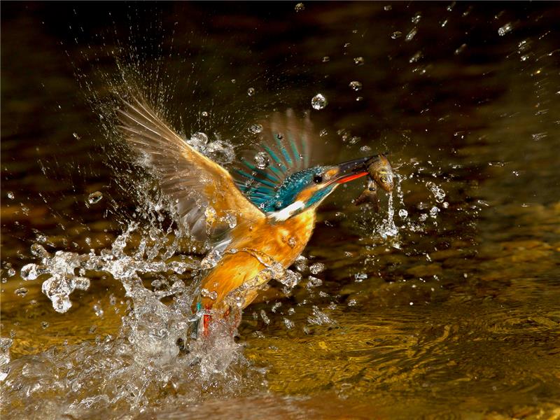 Catching Fish.jpg